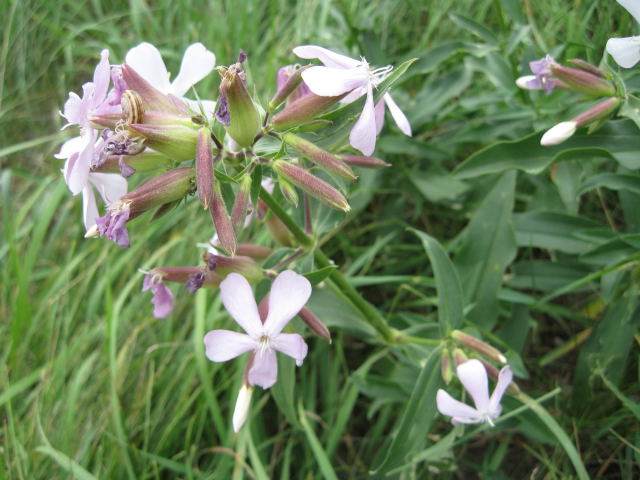 Mydlnica lekarska Saponaria officinalis