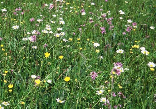 Lukasz Luczaj Polska Laka Kwietna Polish Hay Meadows