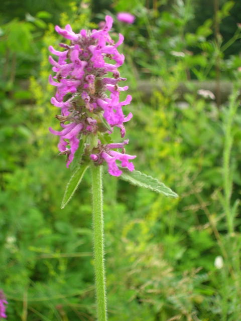 Bukwica pospolita Stachys officinalis