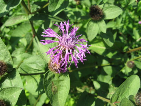 Chaber austriacki Centaurea phrygia