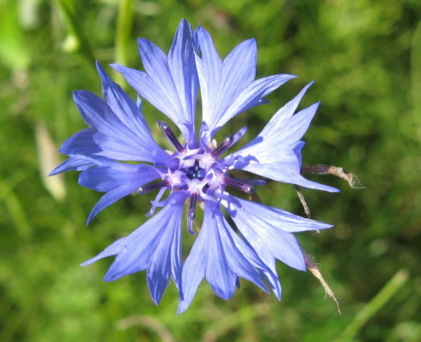 Chaber bawatek Centaurea cyanus