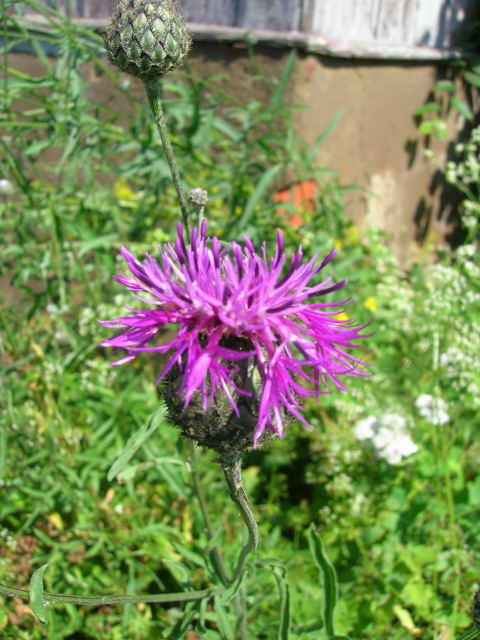 Chaber driakiewnik Centaurea scabiosa