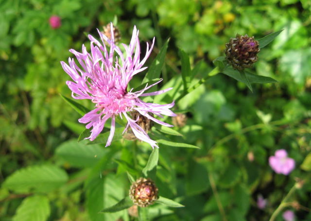 Chaber kowy Centaurea jacea