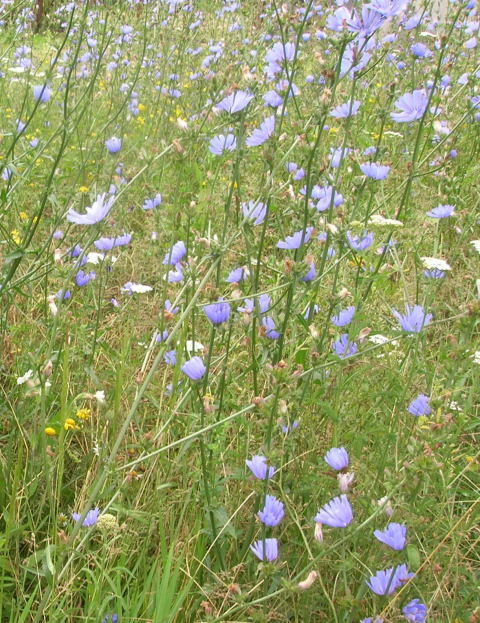 Cykoria podrnik Cichorium intybus