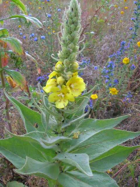 Dziewanna drobnokwiatowa Verbascum thapsus