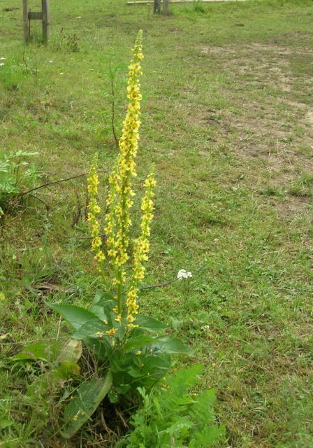 Dziewanna pospolita Verbascum nigrum