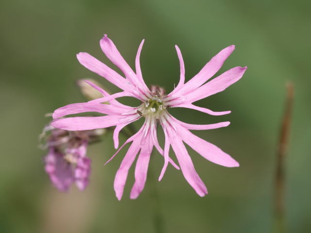 Firletka poszarpana Lychnis flos-cuculi