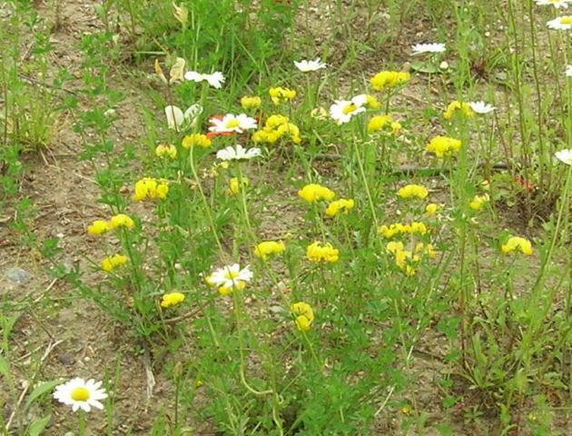 Komonica zwyczajna Lotus corniculatus