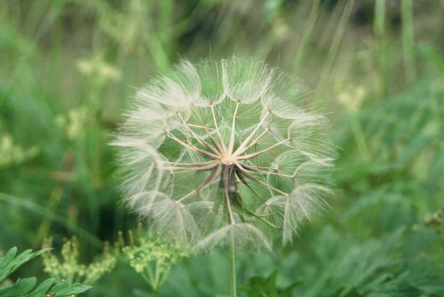 Kozibrd kowy Tragopogon pratensis