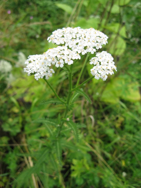 Krwawnik pospolity Achillea millefolium