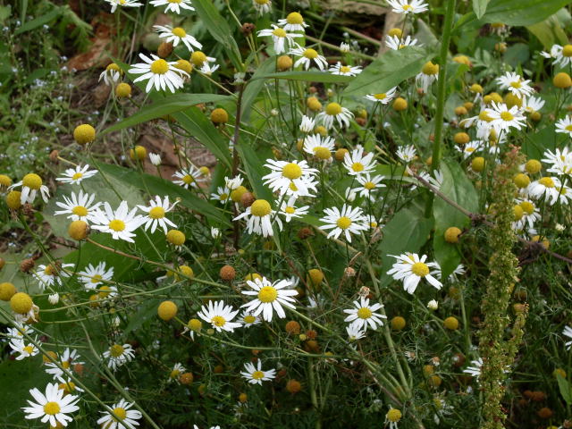 Maruna Tripleurospermum inodorum