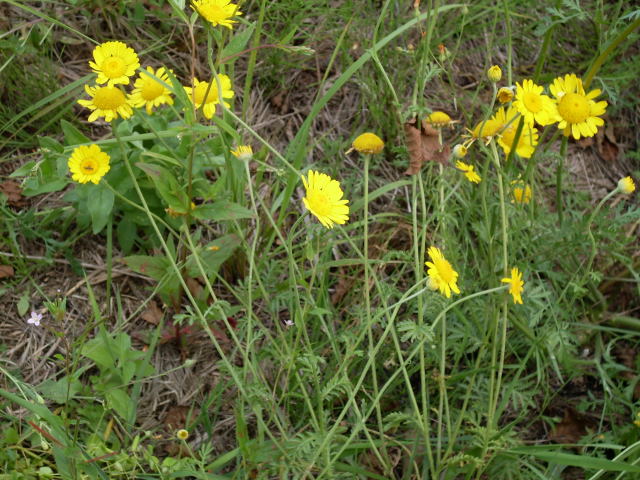 Rumian barwierski Anthemis tinctoria 