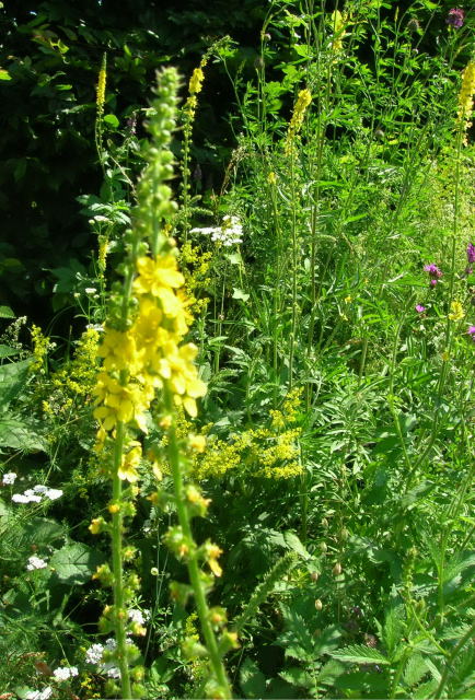 Rzepik pospolity Agrimonia eupatorium