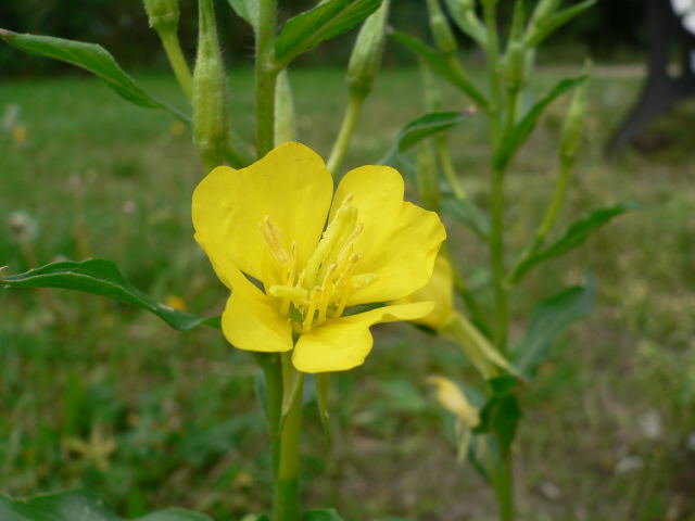 Wiesioek Oenothera spp. 