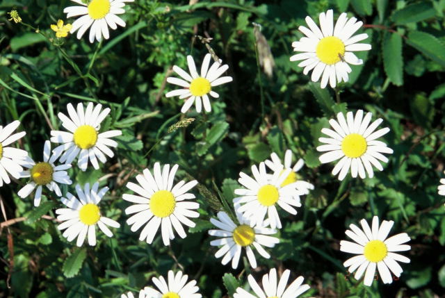 Zocie zwyczajny Leucanthemum vulgare 