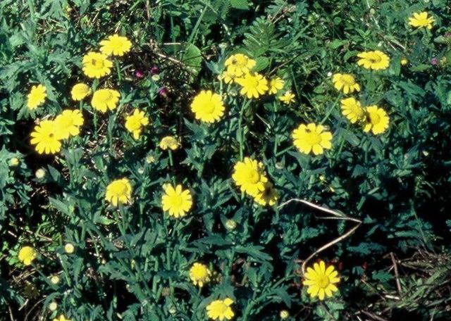 Złocień żółty Chrysanthemum segetum 