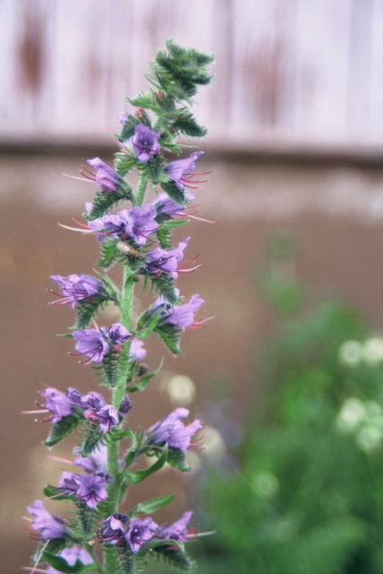 mijowiec zwyczajny Echium vulgare 