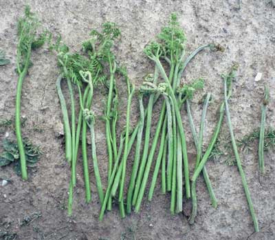 orlica